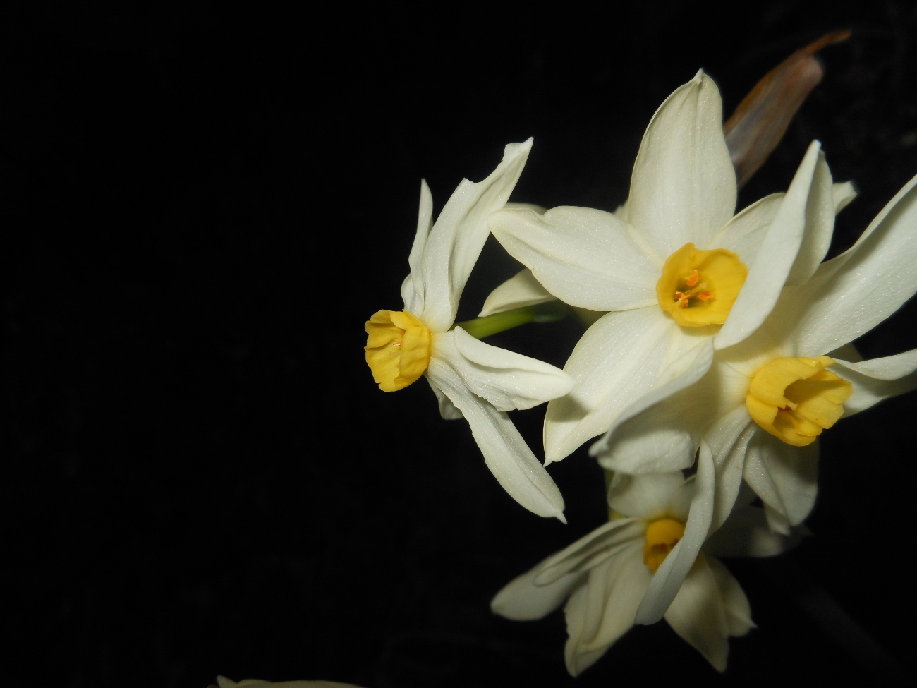 Narcissus tazetta L. subsp. italicus (Ker Gawl.) Baker